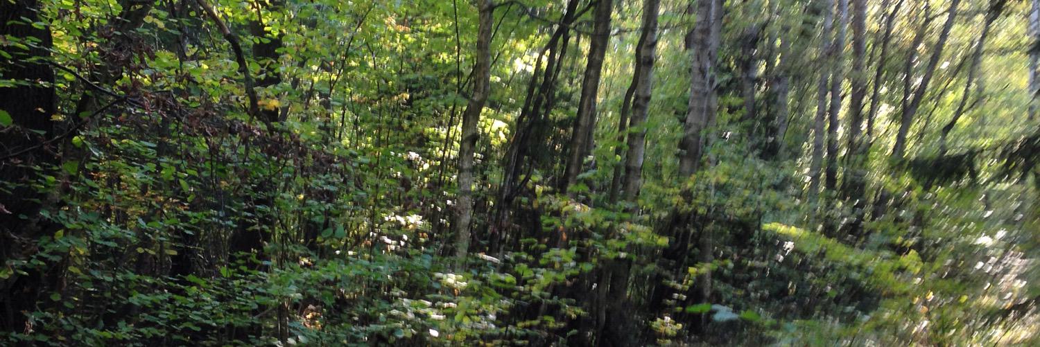 Maxim Novikov banner