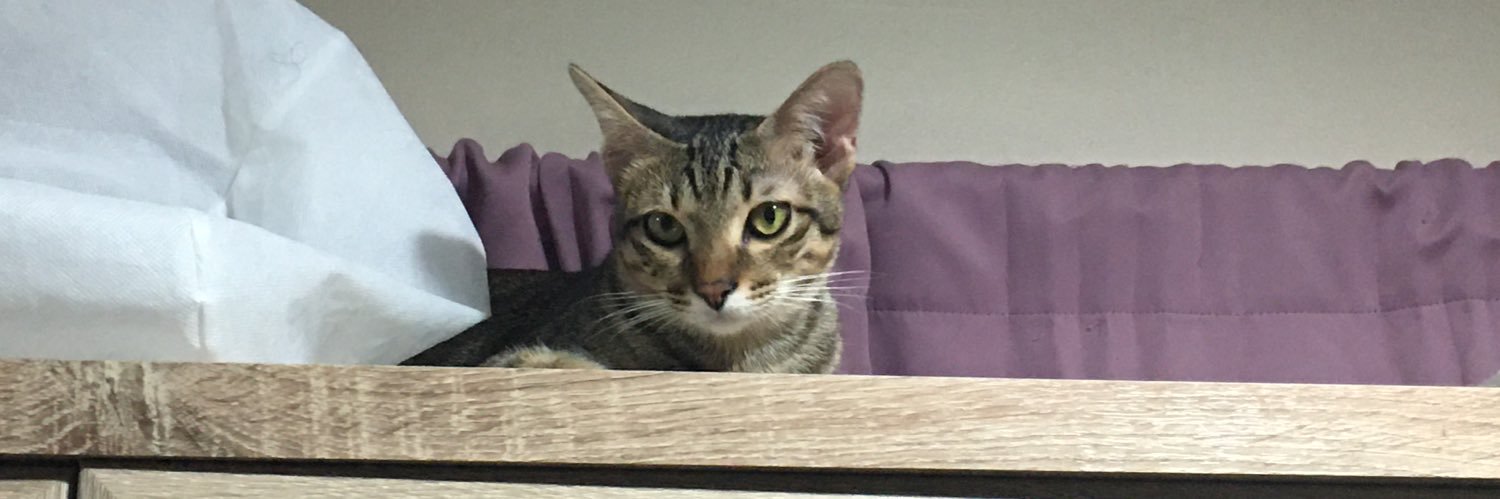 phonpannn's profile banner image