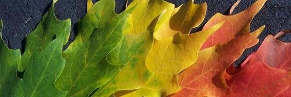 SynappsLtd's profile banner image