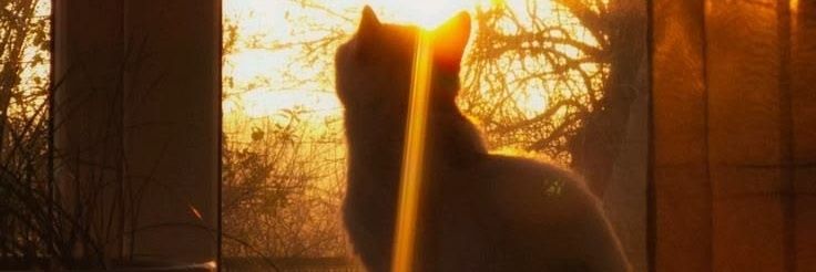 . banner
