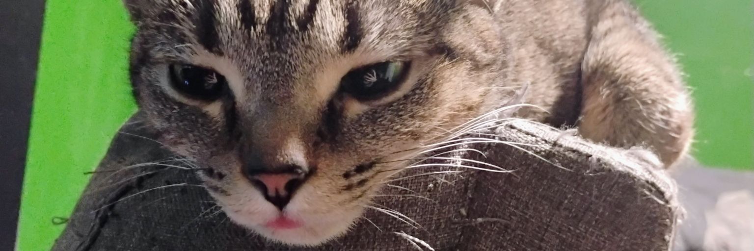 🐁Phobos 🏳️‍⚧️ banner