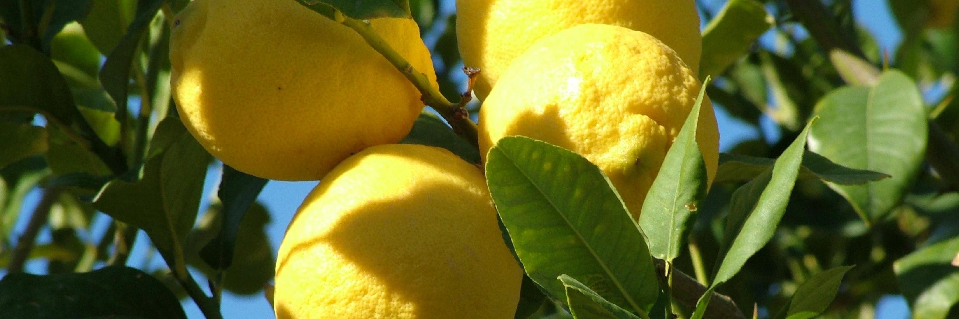 carolestweets's profile banner image