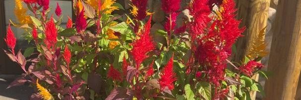 atyourfashion banner