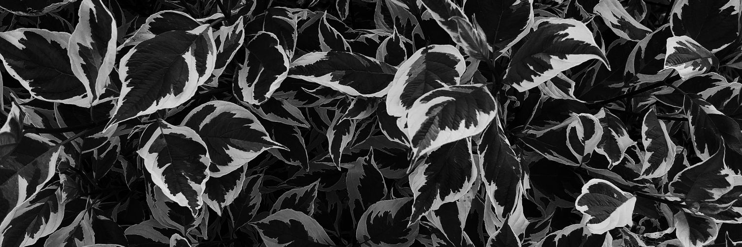 B banner