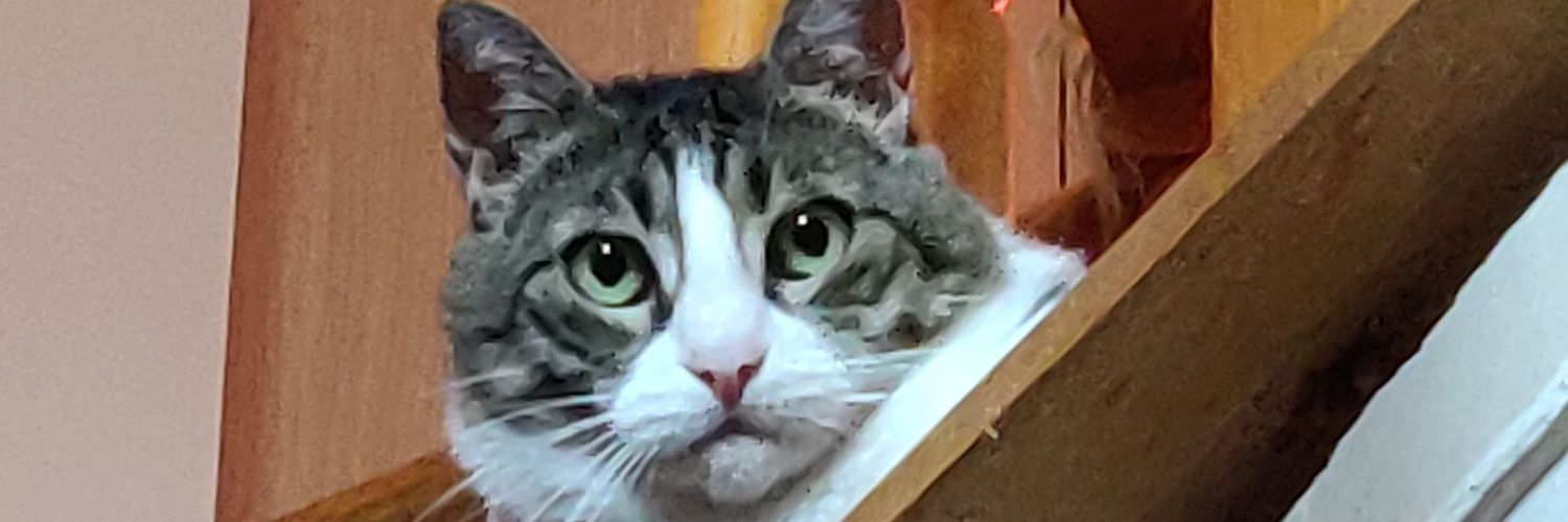 zevzeque's profile banner image