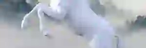 Gerardhelps's profile banner image