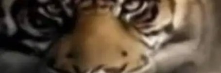 madoka_palmeirense.wav (sem twt) banner