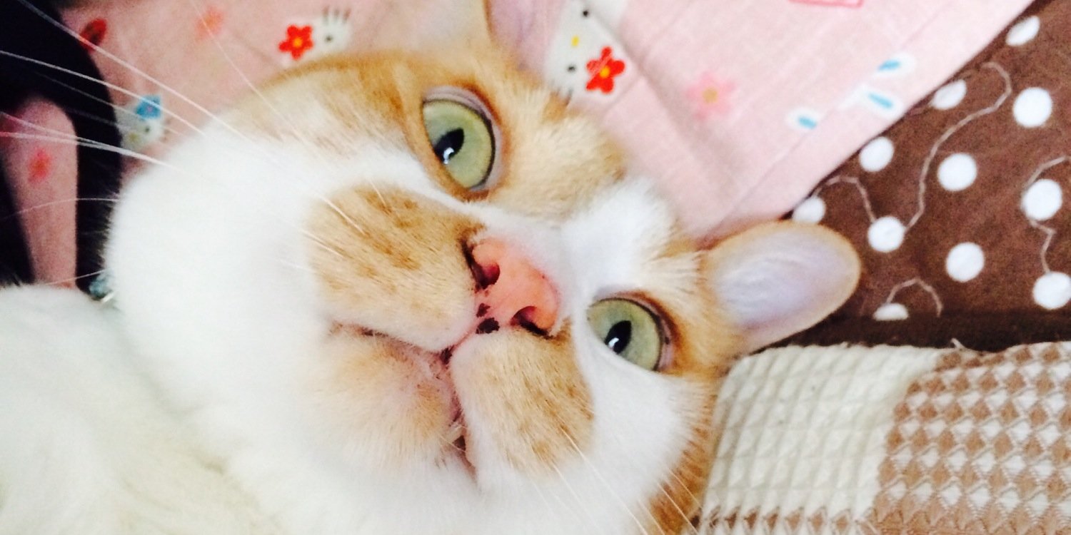 Maa_Pii_'s profile banner image