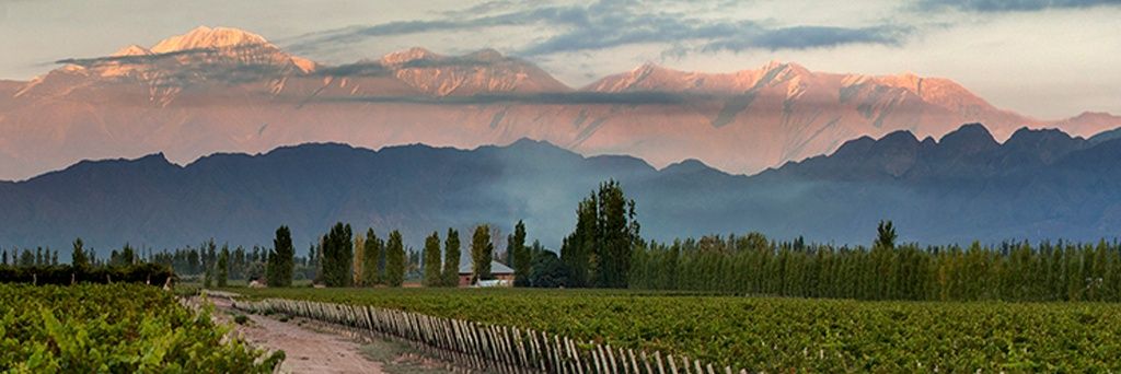 Daniela Stella banner