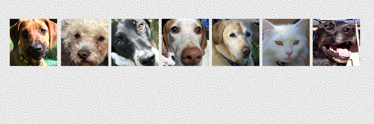 luvsdogs's profile banner image