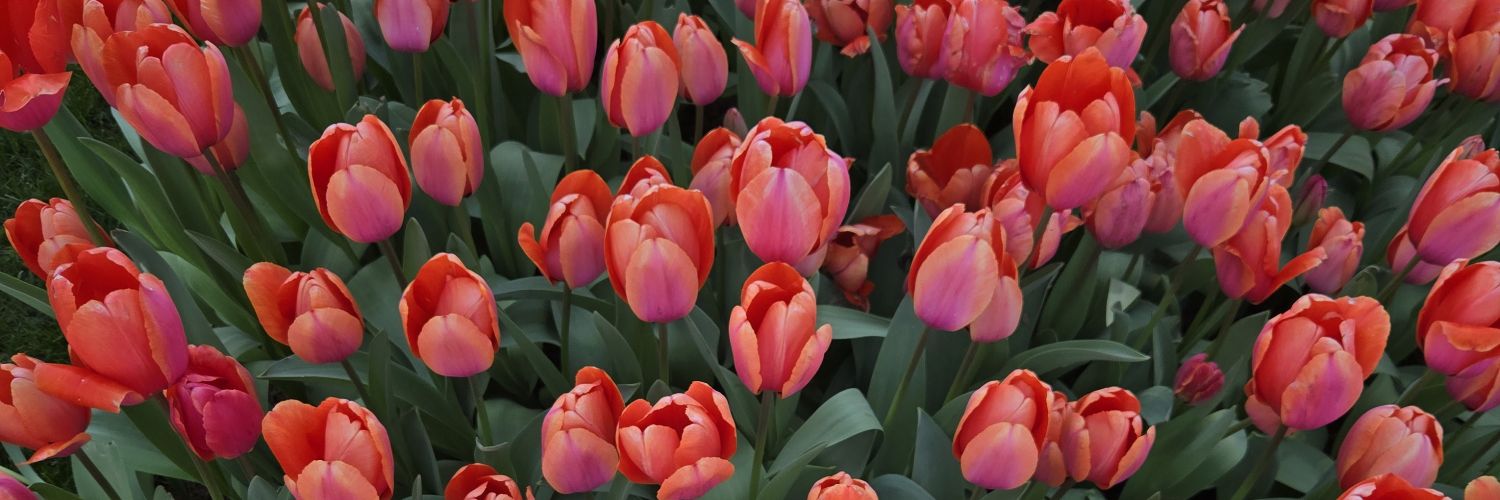 Goddess Beatrice | Pink Princess ✨ banner