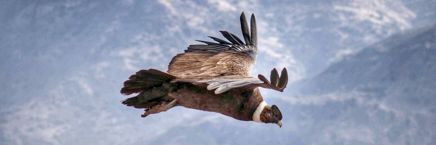 Alejandro Vidal banner