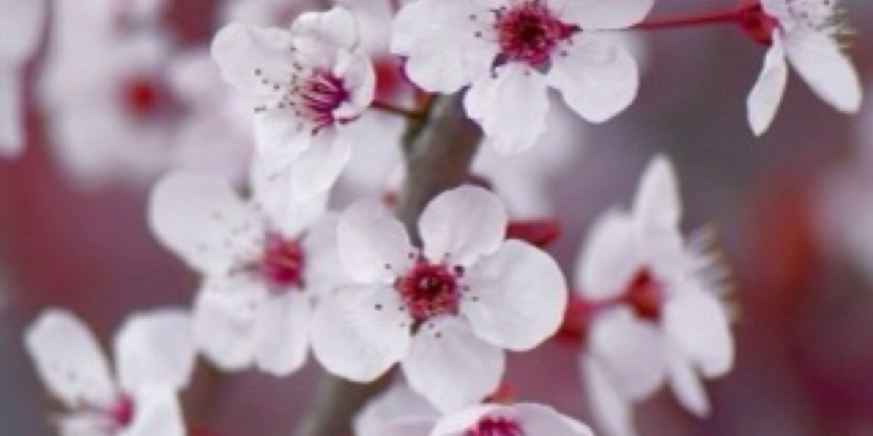 Jennifer Curless banner