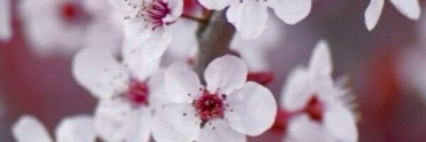 jcurless Profile Banner