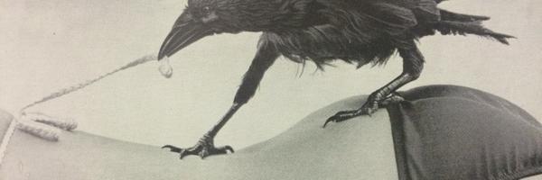 PiperDewn Profile Banner