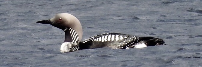Pauline Gilbertson banner