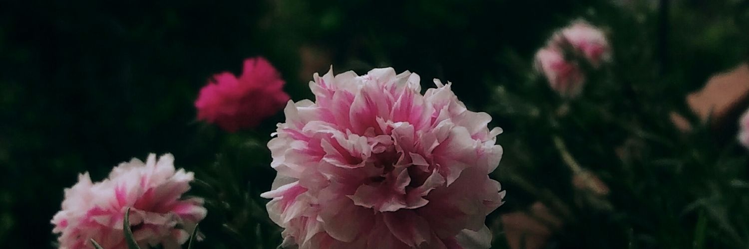 Luciigon_'s profile banner image