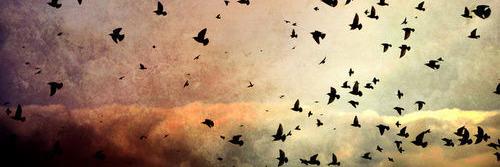 willianyfonseca's profile banner image