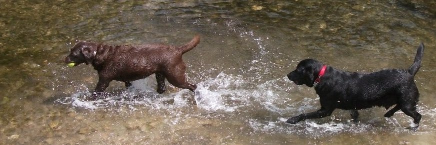 WiggleTheDog's profile banner image