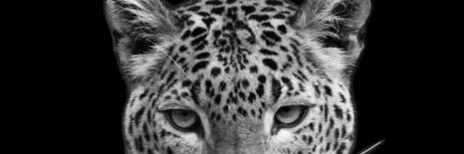 merdo banner