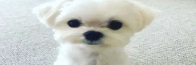 lau banner