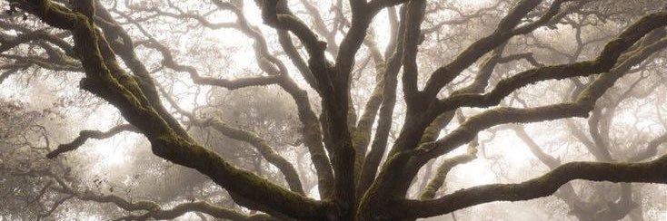 Adair (-10/25lbs ) banner