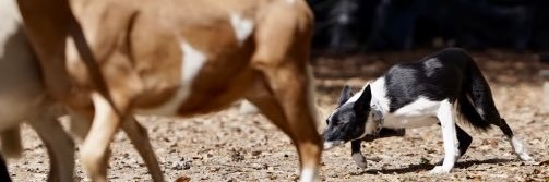 Shawn Steadham banner