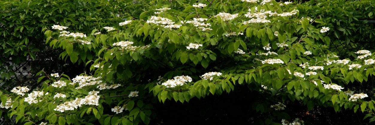 Pamela Mordecai banner