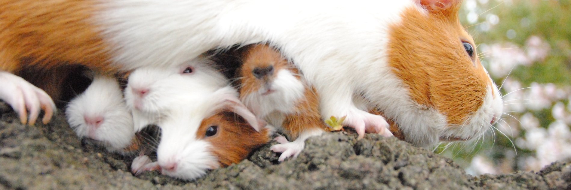 さや/すばるん banner