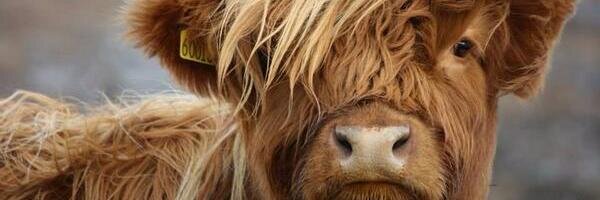 AgnetaBurrows's profile banner image