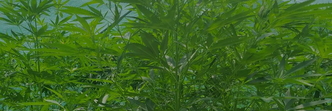 Jacquess Williams banner