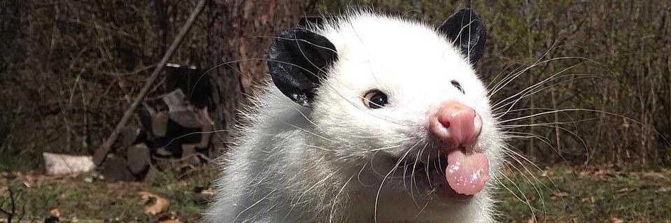 lentilstew🍉 banner