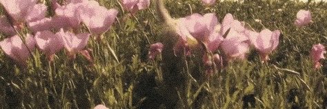 chichiqaa's profile banner image