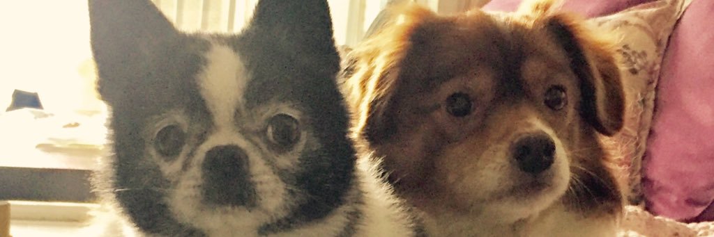 Waynedogtrainer's profile banner image