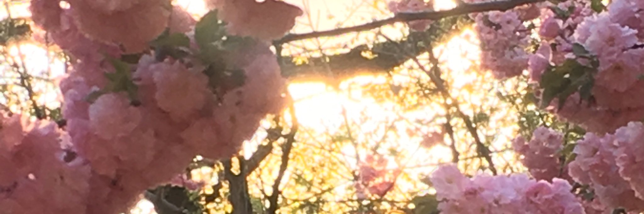 BethOpal's profile banner image