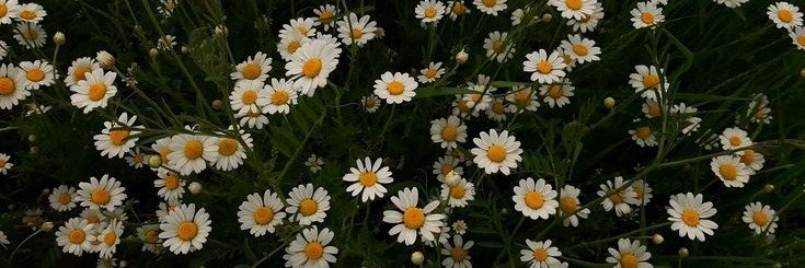 nongjanjaaaa's profile banner image