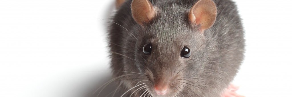 RATTO banner