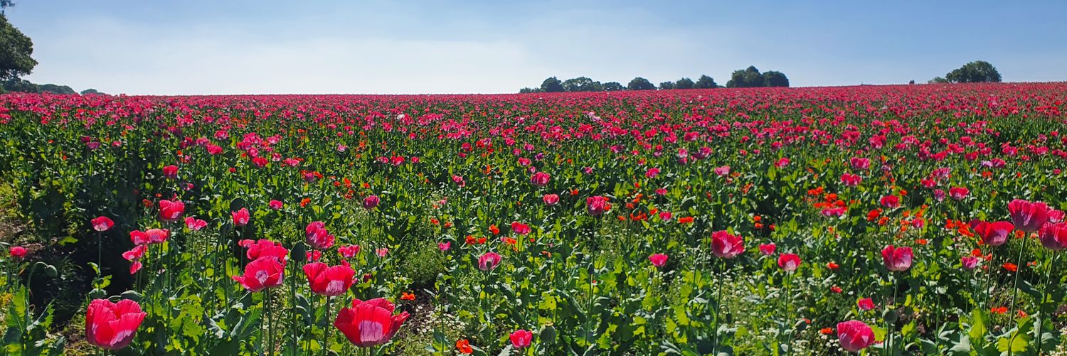 Lou 🏃‍♀️ banner