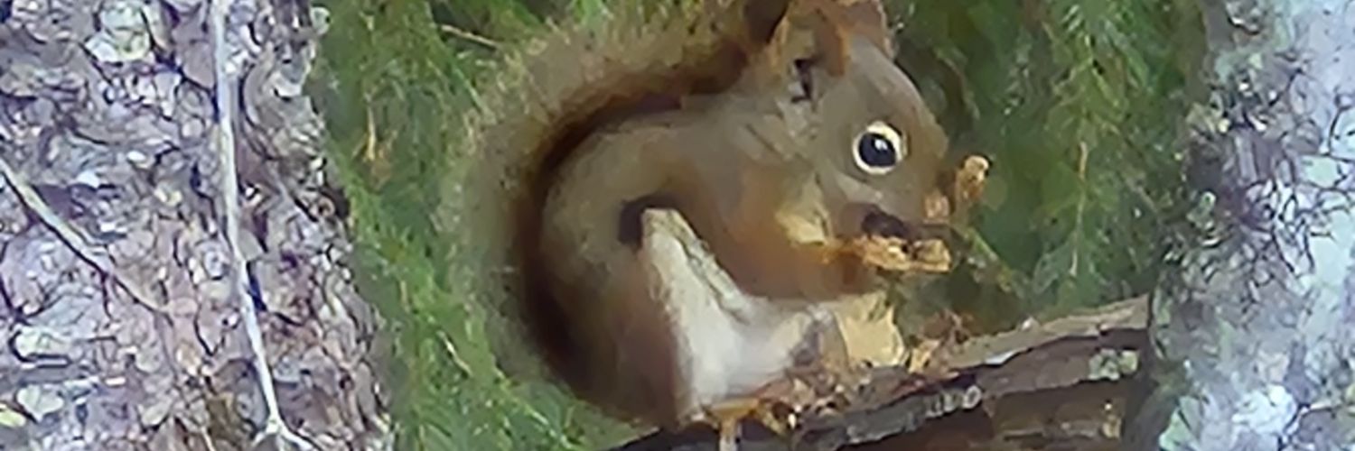 CecileStitches🟧 banner