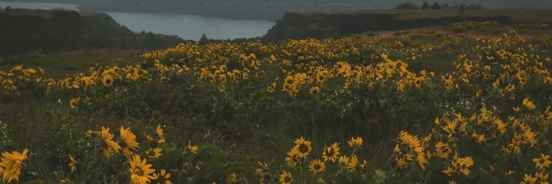 𝘚𝘢𝘩𝘢𝘤𝘢𝘳𝘢 banner