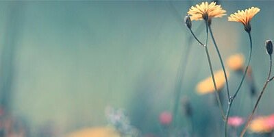 ElizabethEmilyy's profile banner image