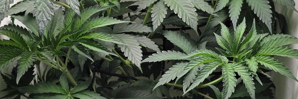 Jennsnugget420 Profile Banner
