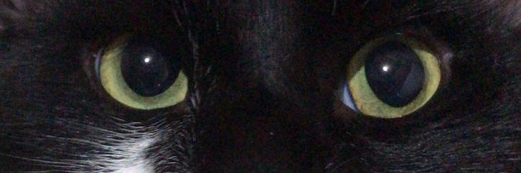 elfriccc00's profile banner image