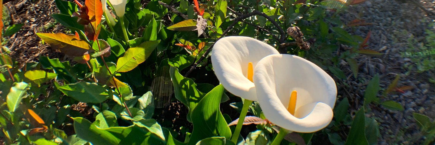 ChrisMcSwain's profile banner image