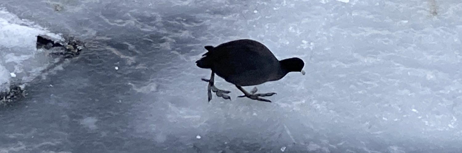 WhaddaJamoke! banner