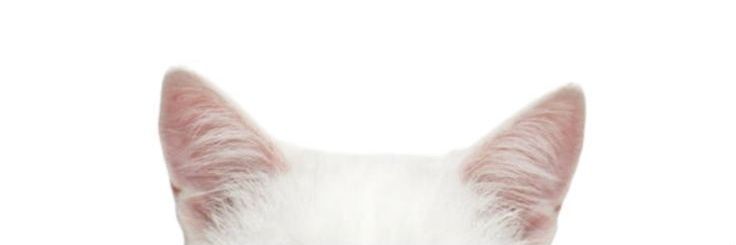 ♡ intu ⊹ ₊˚ banner