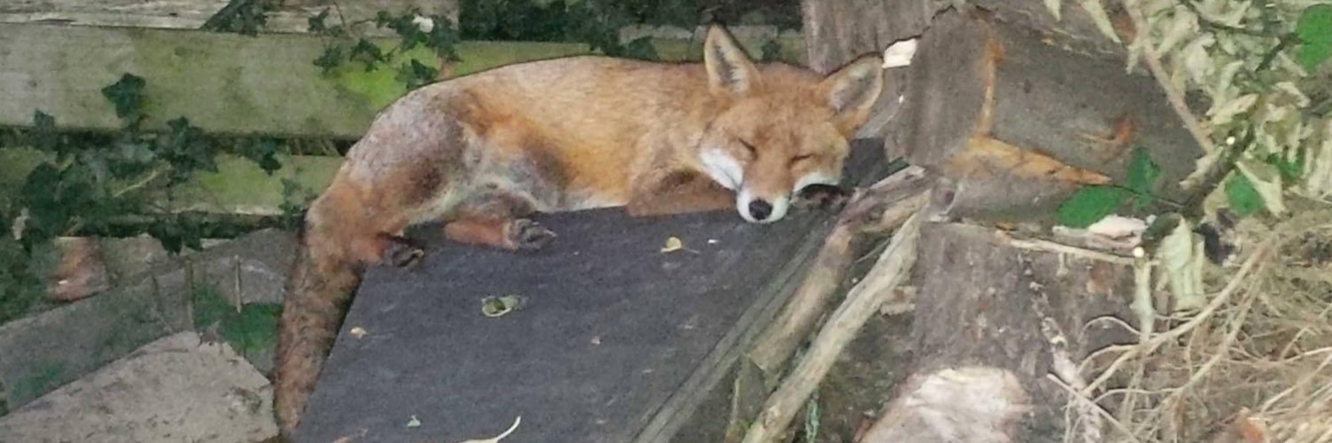 Kelly Kilfeather banner