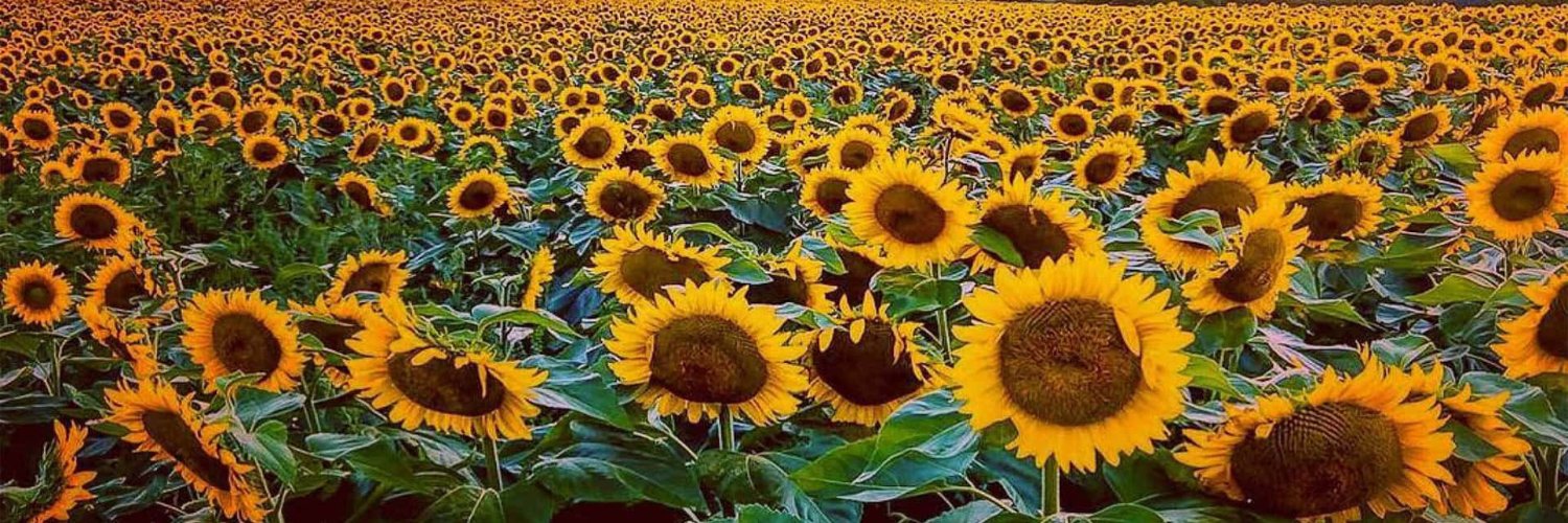 Ellie Everhart, the Sunflower Knight banner