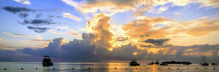 fiona campbell banner