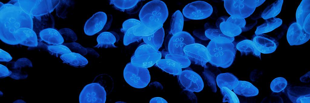 さくら🫧🪼 banner